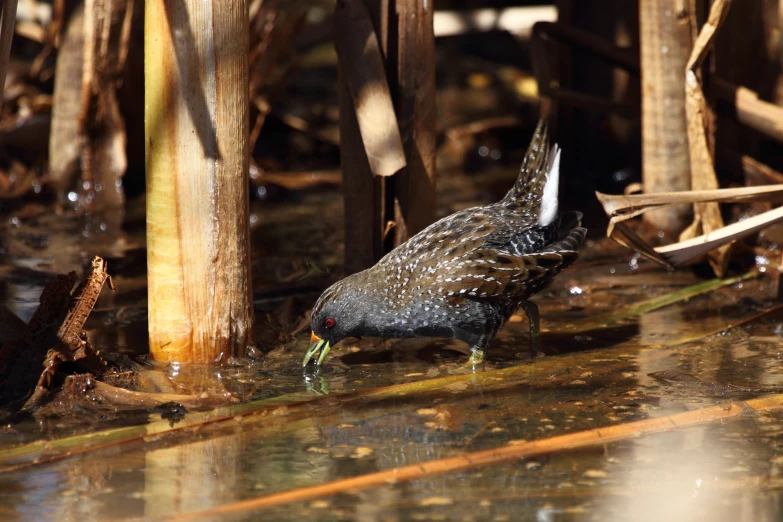 a bird that is walking in the mud