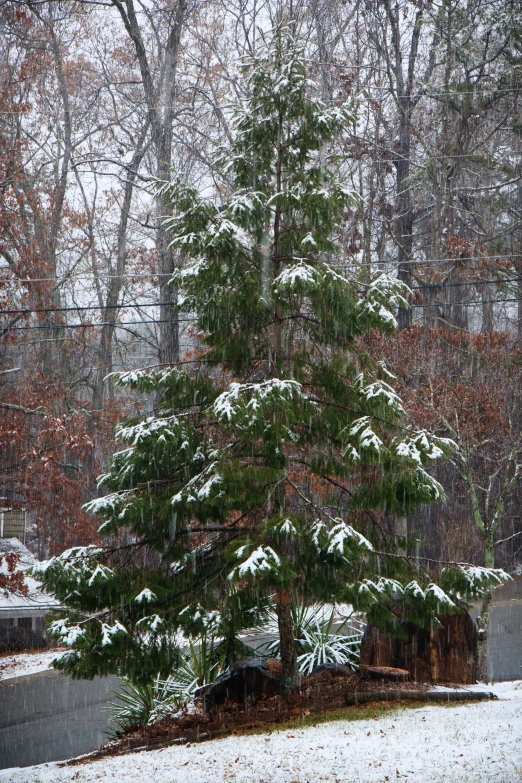 a tree with snow on it stands alone in the woods