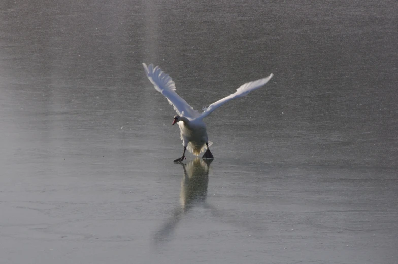 a white duck is taking flight in the foggy waters