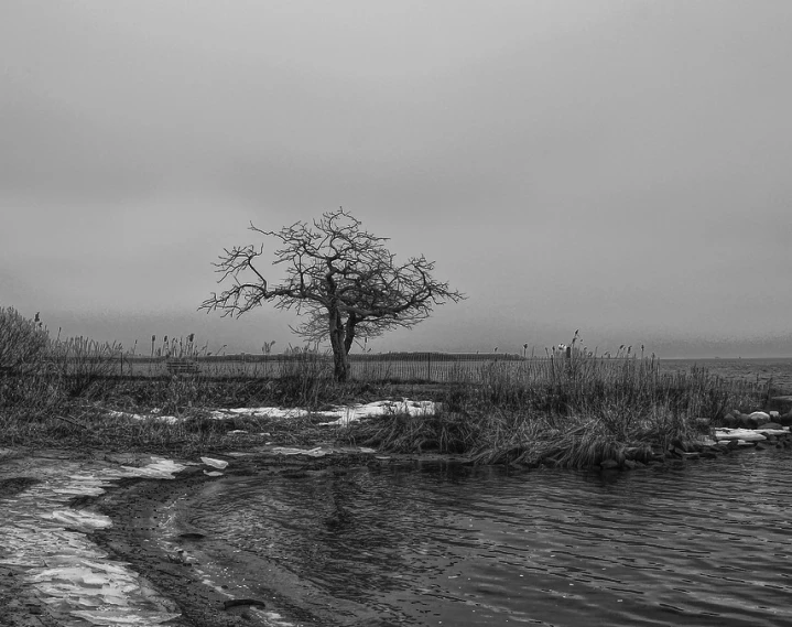 a tree is standing alone by the edge of water