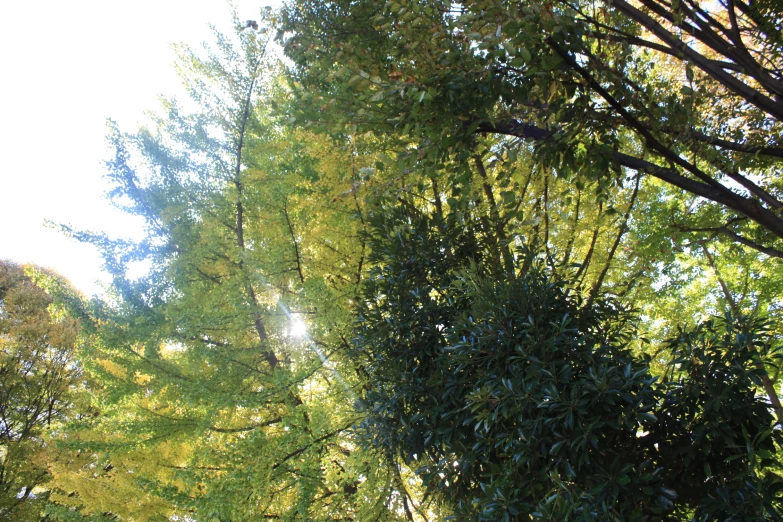 looking up into a tree canopy in front of green trees