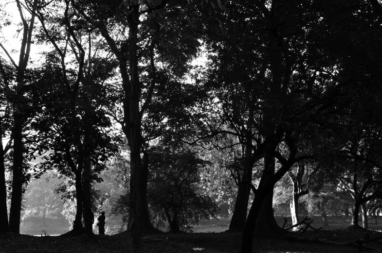 a person riding a bike on a wooded road