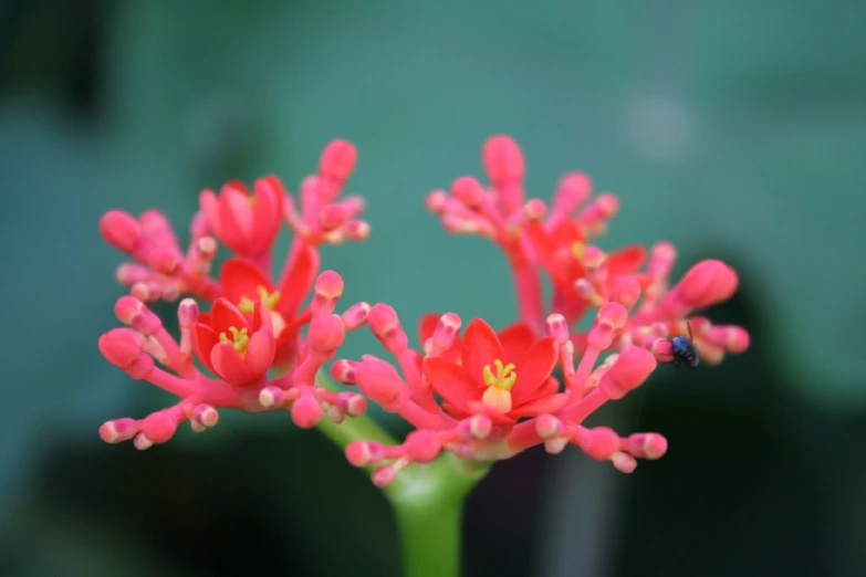 a bright red flower with yellow stamens in closeup