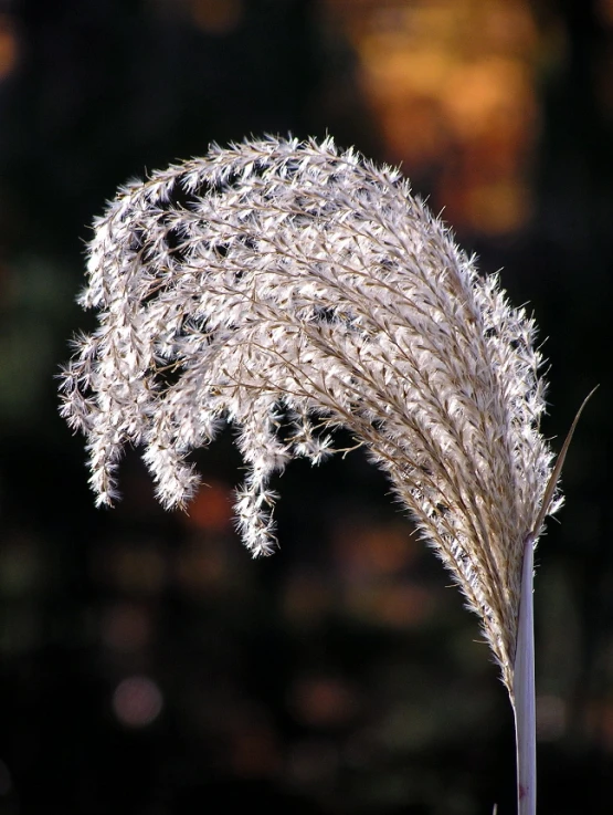 grass that is growing with some very thin leaves