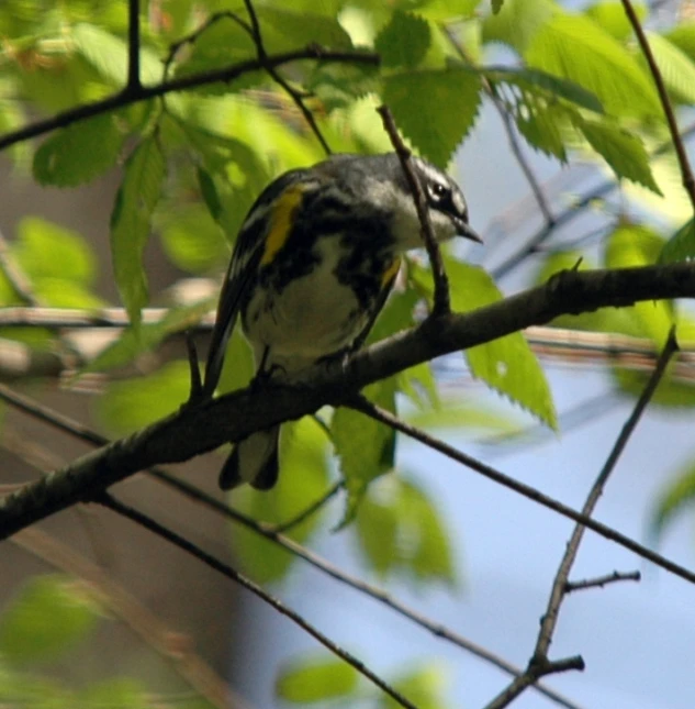 a bird is sitting in a tree looking at soing