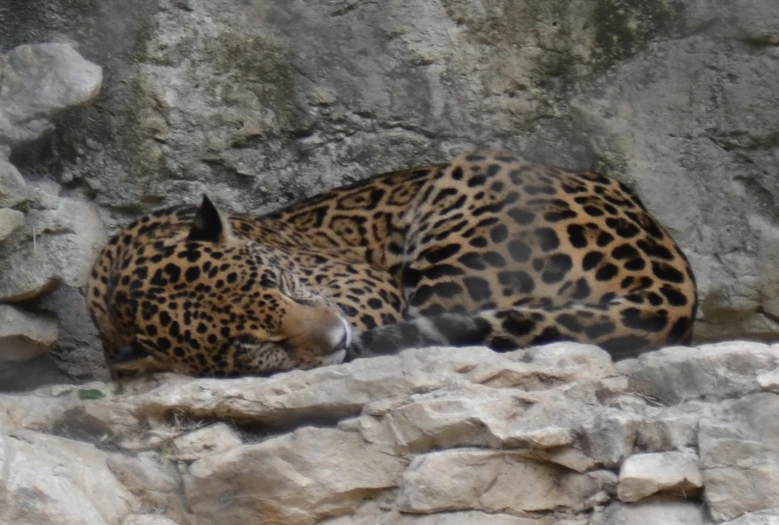 a large leopard is laying down by the rocks