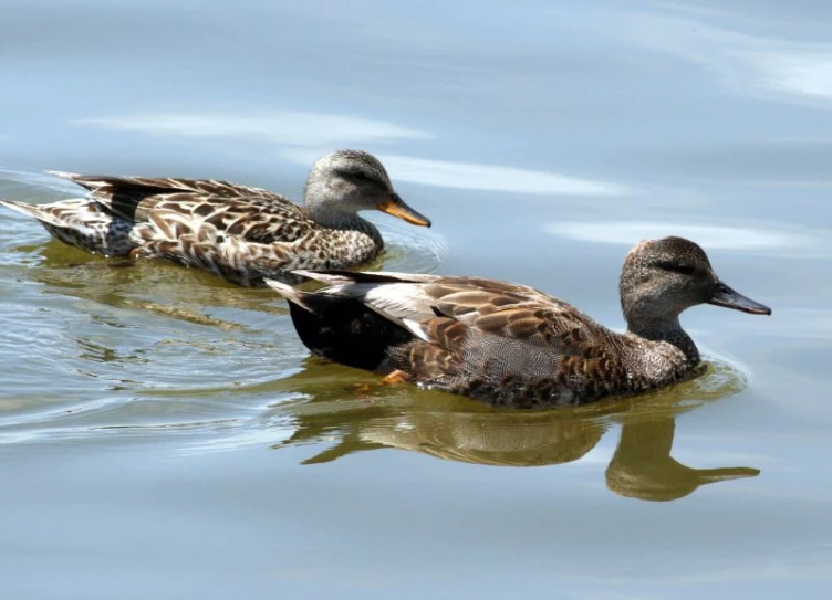 two ducklings swimming on water and one looking for food