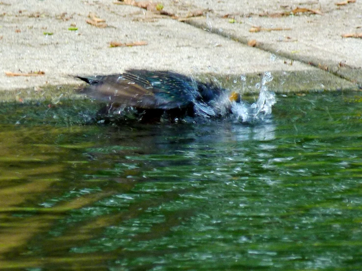 a bird is taking off from the water