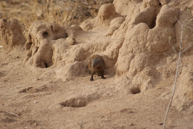 a small animal standing in a patch of dirt