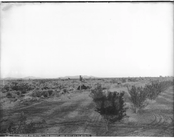 a vintage po of a herd of horses in an open field