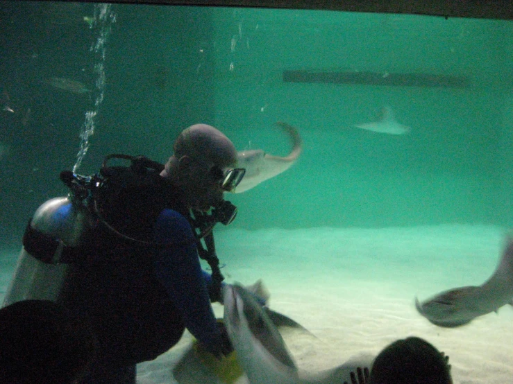 an underwater pograph of people observing sharks in a sea aquarium