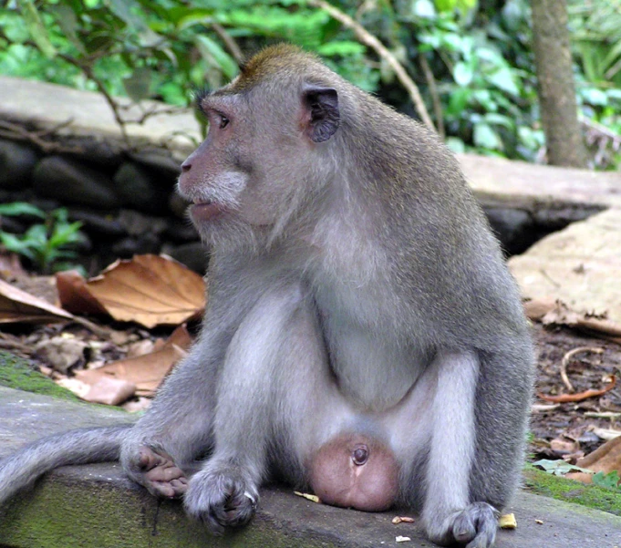 a very big monkey sitting on a tree limb