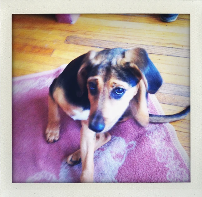 a puppy sitting on a pink rug looking at the camera