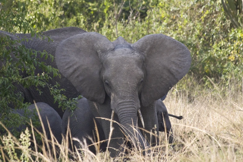 the large gray elephant has his ears back