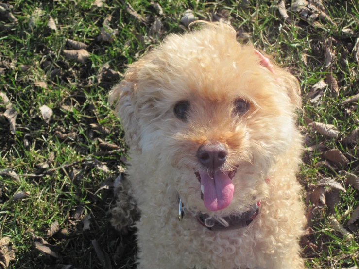 a dog sitting on the grass in a field