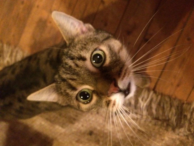 a cat on a wooden floor with very large eyes