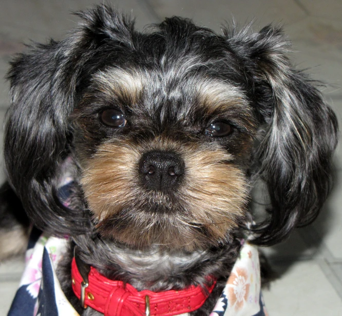 small black dog with gray fur, wearing red collar