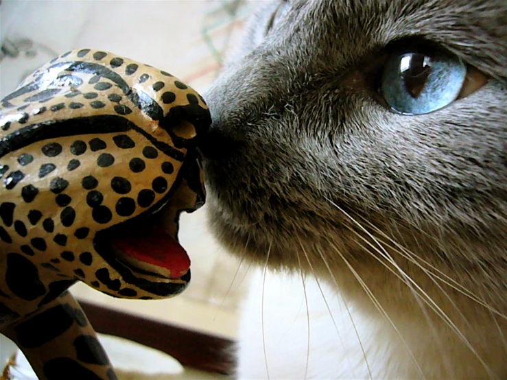 cat with leopard toy and mouth open licking