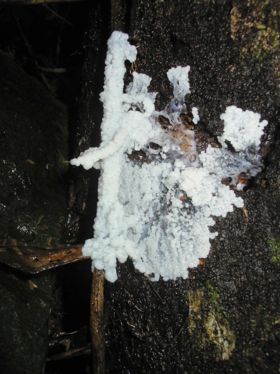 an image of some white stuff growing on a tree