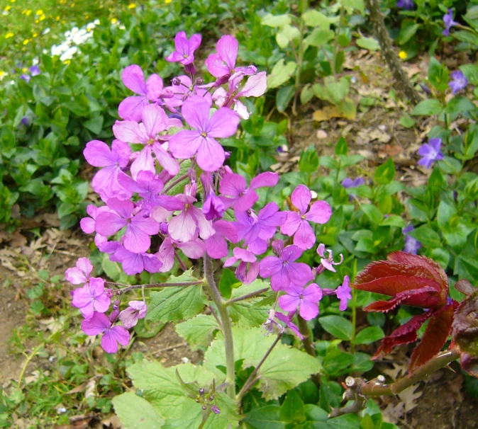 closeup of pink flowers near many other plants