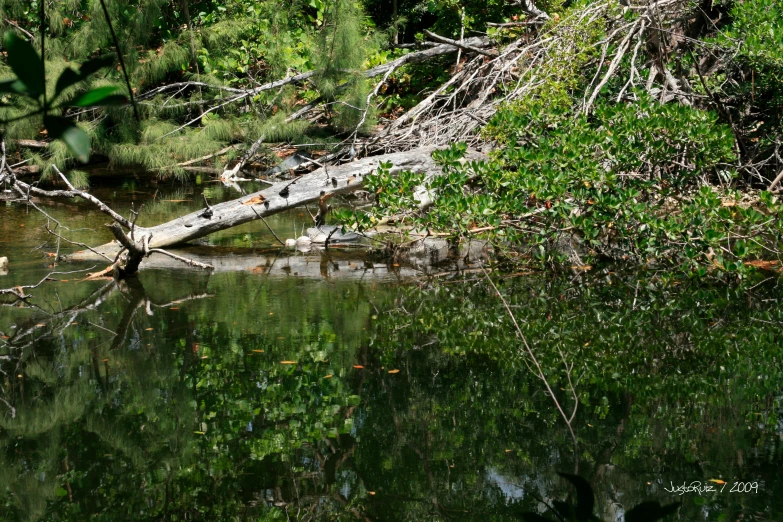 the small river is running through some trees