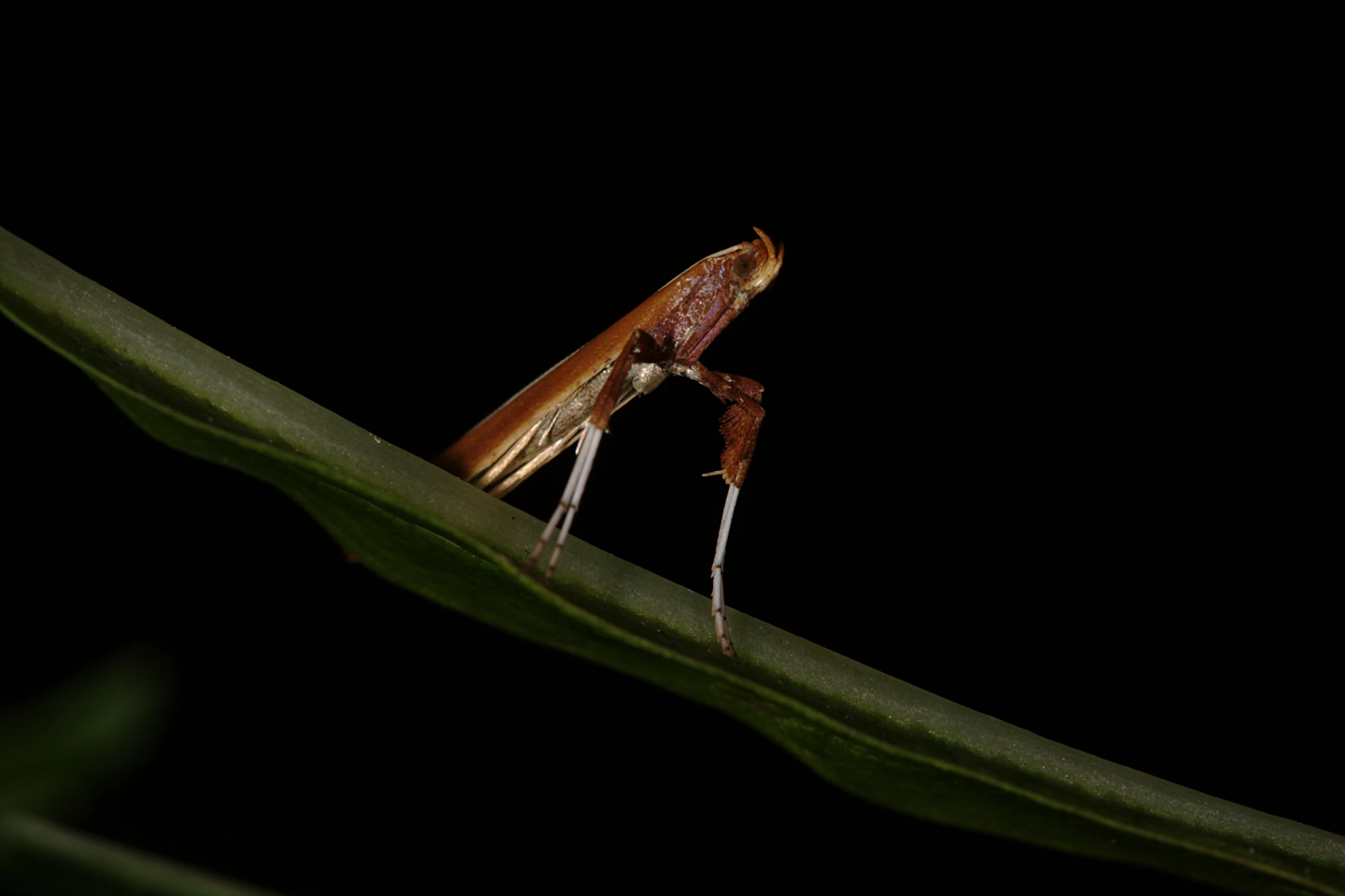 a long legged brown insect standing on a green leaf