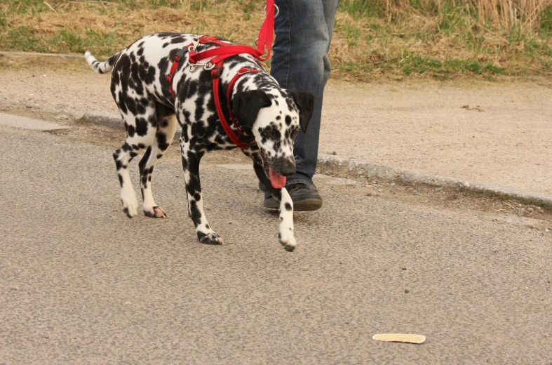 dalmatian dog with leash and harness sniffing a person