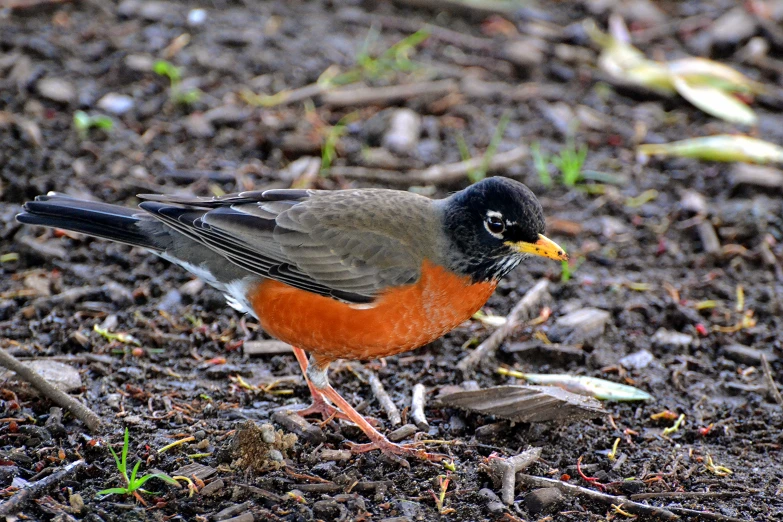 a bird on the ground looking to its left