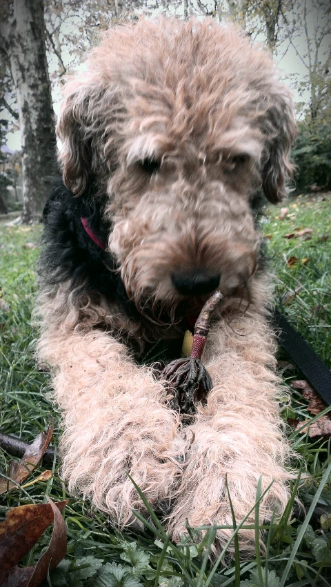 a fluffy dog sitting in the middle of a grassy field