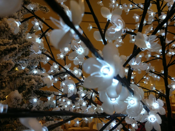 an image of christmas lights in a tree