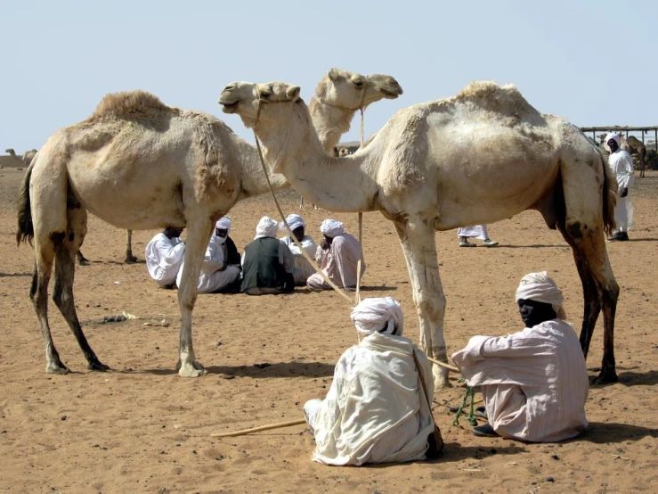 a man in a white outfit sits with a couple of camels