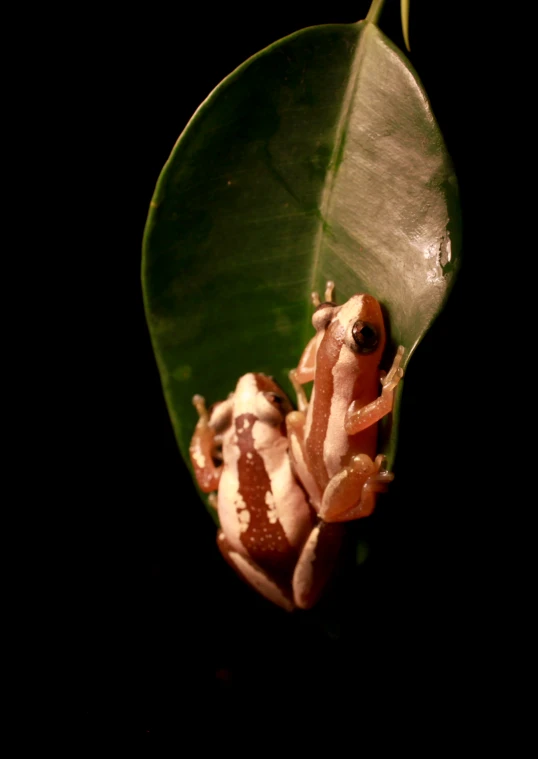 a small frog sitting on top of a leaf