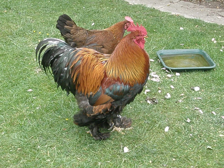 a rooster walking in the grass next to a bowl