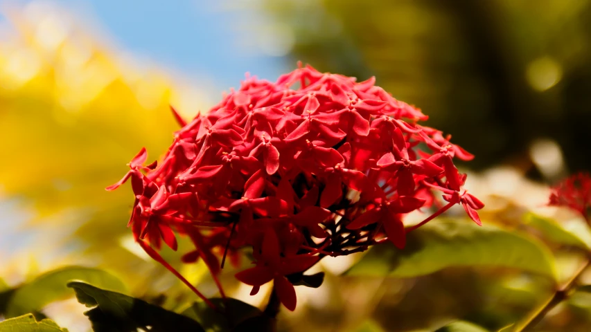 a red flower is blooming from a tree