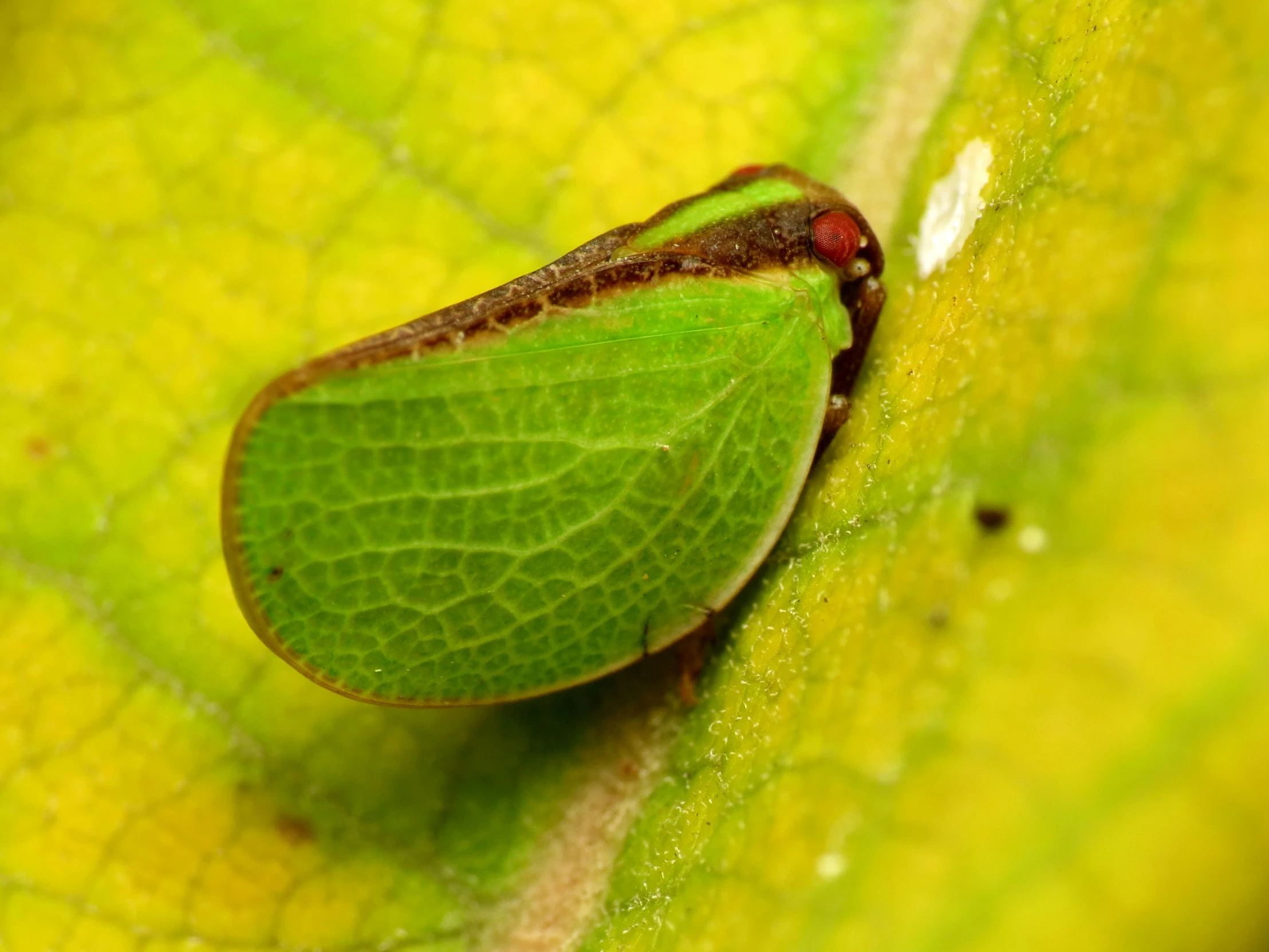 a close up po of a bug with spots on it's back