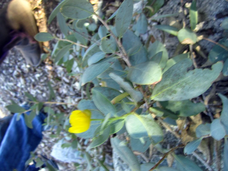 the leaves are starting to blossom on this small tree