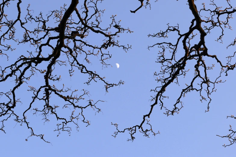 nches against a blue sky with a half moon