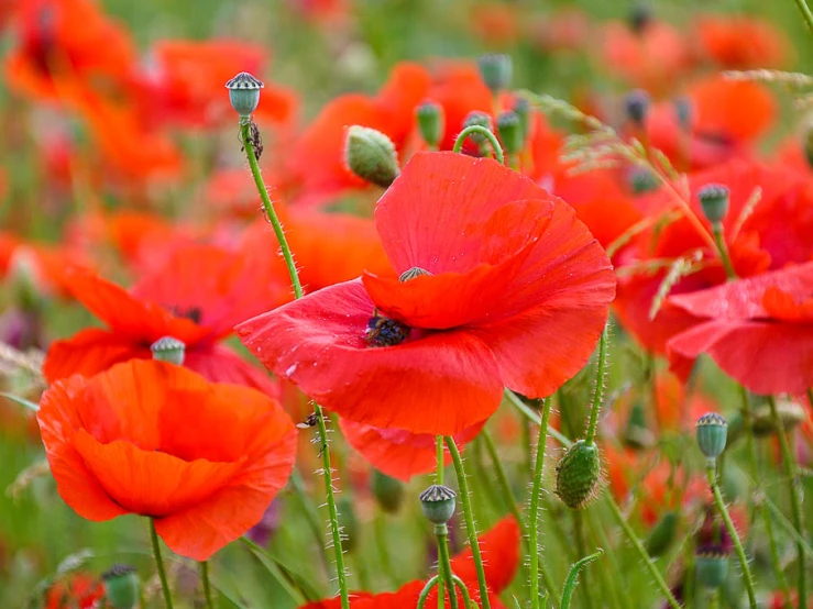 a number of flowers near one another