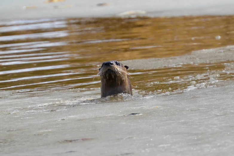 a walachius floating on top of a body of water