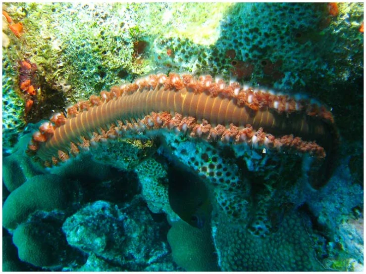 an orange and white reef fish on top of coral