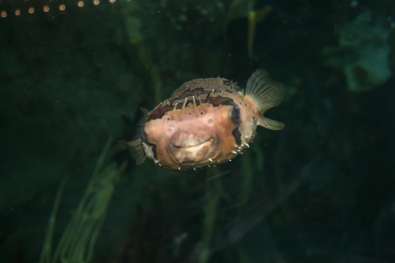 a small fish that is sitting in the water