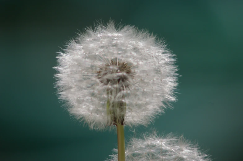a dandelion blowing in the wind against a blue background