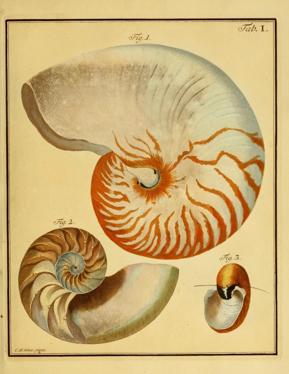 a drawing of a nautish and two spirals