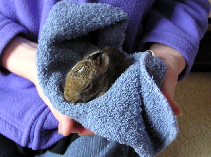 small hamster is wrapped up and being held by someone