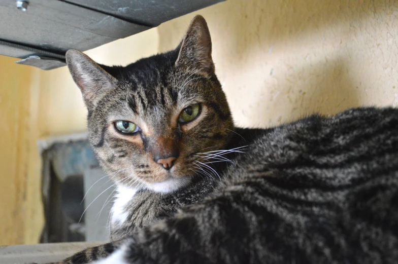 there is a black and gray cat sitting under a table