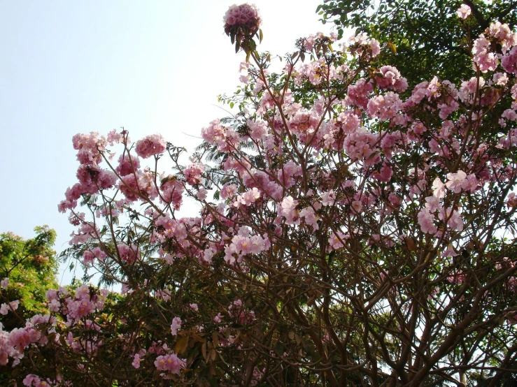 a large flowering tree with purple flowers in front of a blue sky