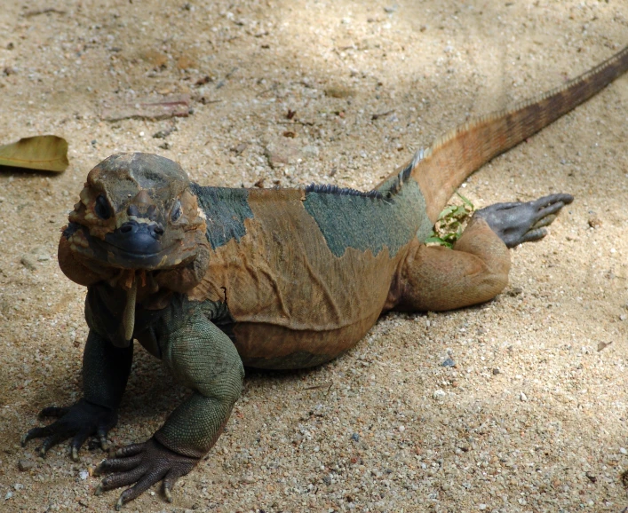 an iguana is standing on the sand near some leaves