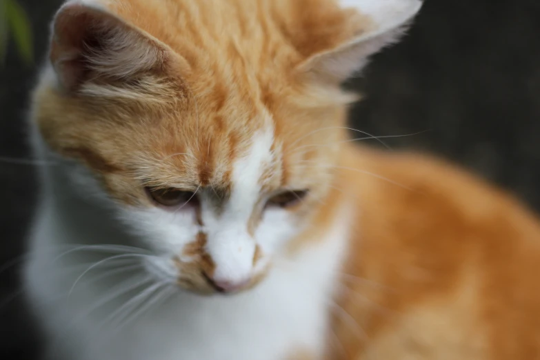 a close up of an orange and white cat