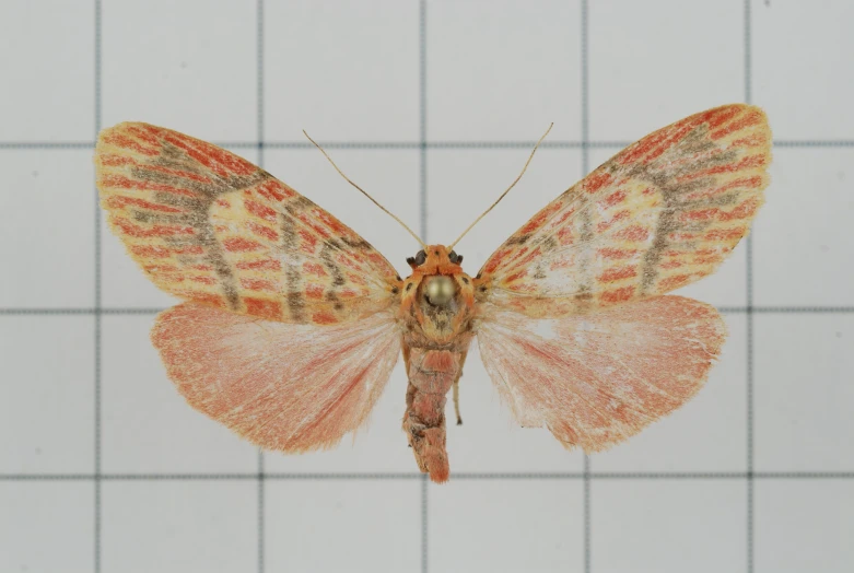 a moth is shown, but appears to be dead