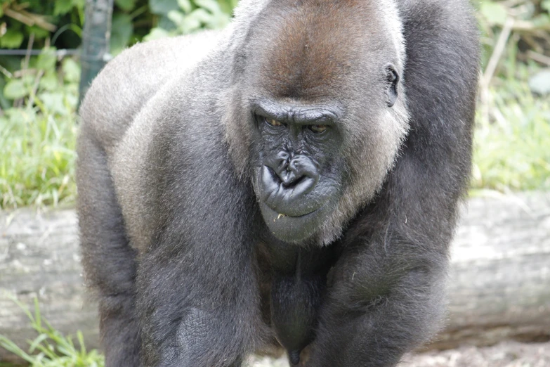 a very cute gorilla standing by a log